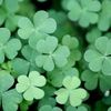irishlassie74